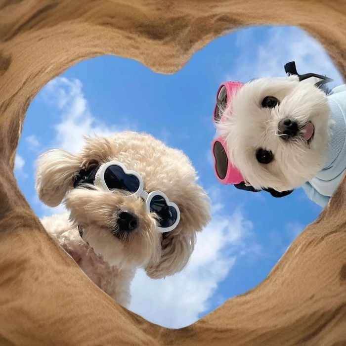 Ảnh chó màu trắng tinh khôi, xinh xắn như bông tuyết