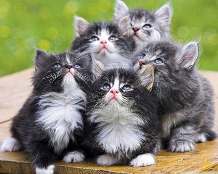 Hình ảnh 5 Chú Mèo