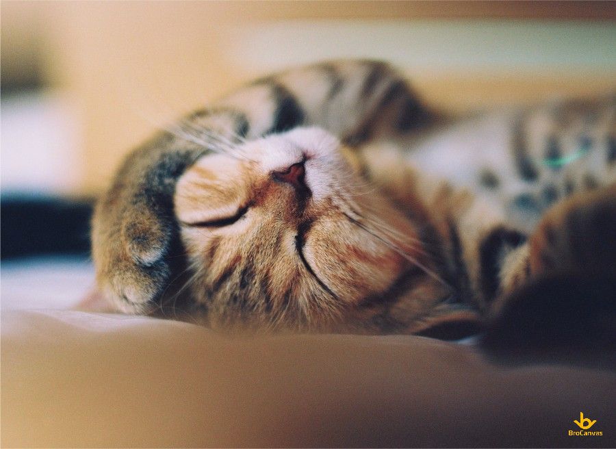 Hình Chú Mèo Buồn Ngủ