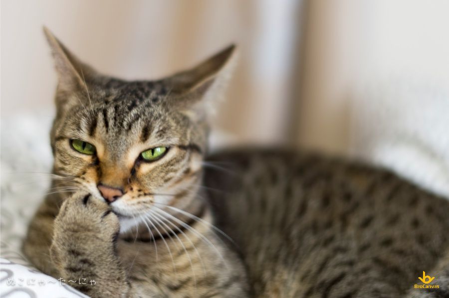 ảnh Chú Mèo Siêu Ngầu