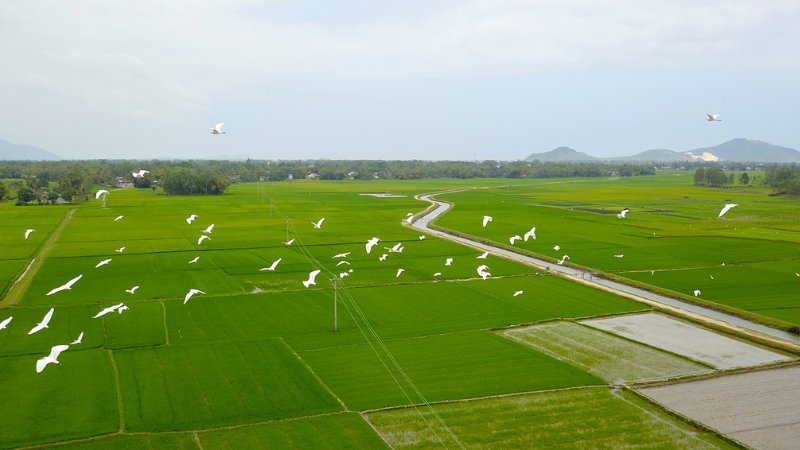 hinh-anh-binh-yen-lang-que-tinh-lang-6