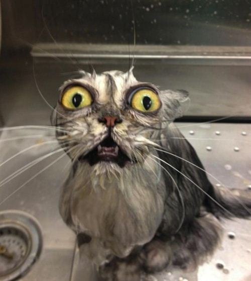 hinh anh vui nhon nhat the gioi vui cuoi 8