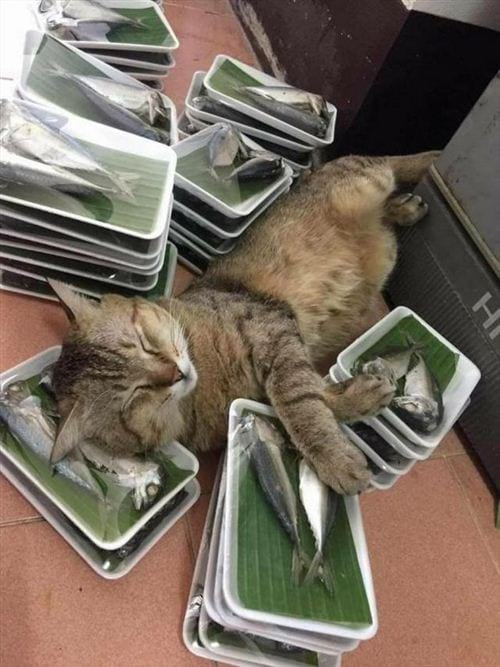 hinh anh vui nhon nhat the gioi vui cuoi 10