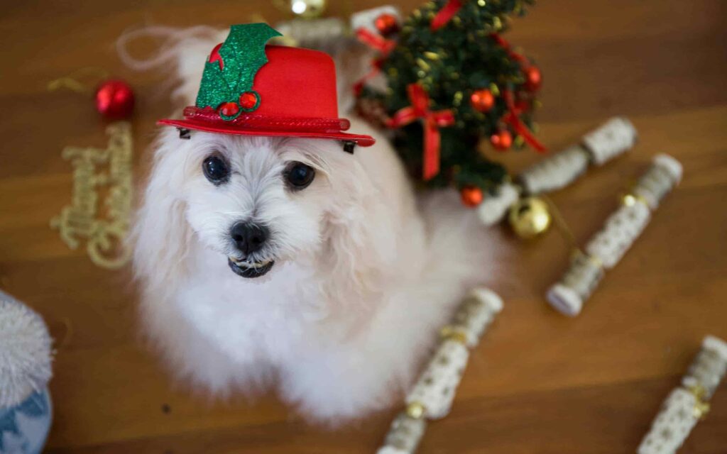 Top 100+ hình nền con chó