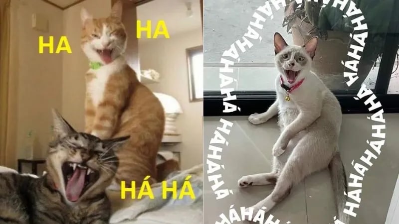 Ảnh meme hài hước vui nhộn giúp bạn giải tỏa căng thẳng.