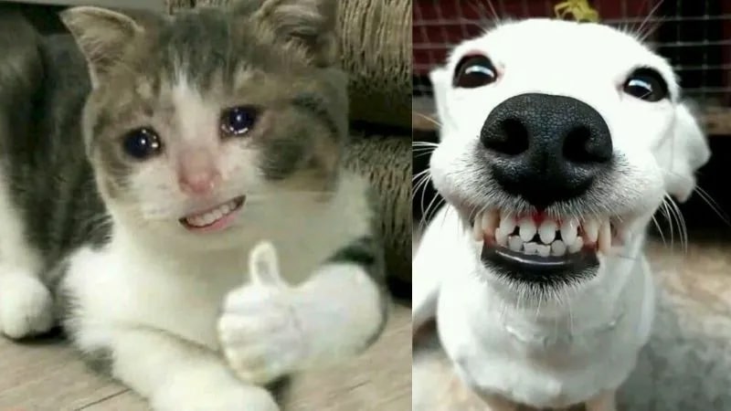 Ảnh meme hài bựa với nụ cười đểu vui nhộn.