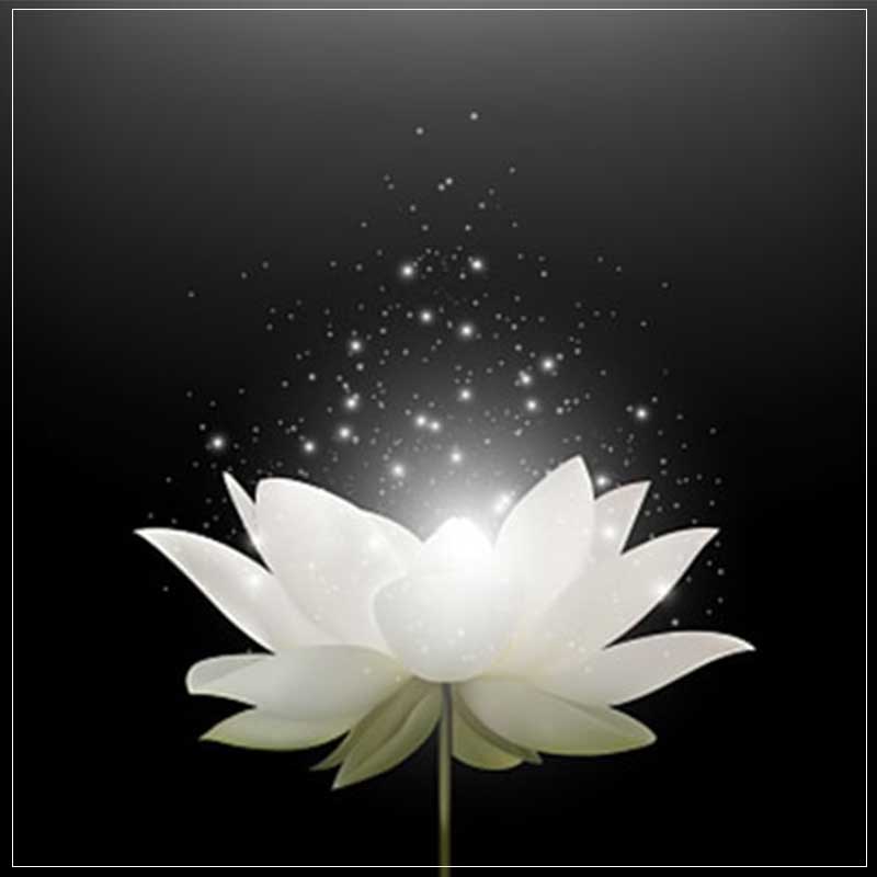 avatar chia buồn hoa sen trắng đám tang