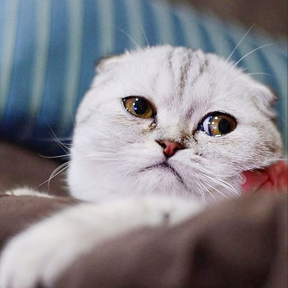 avatar anh con meo khoc 960px 960px avatar 5