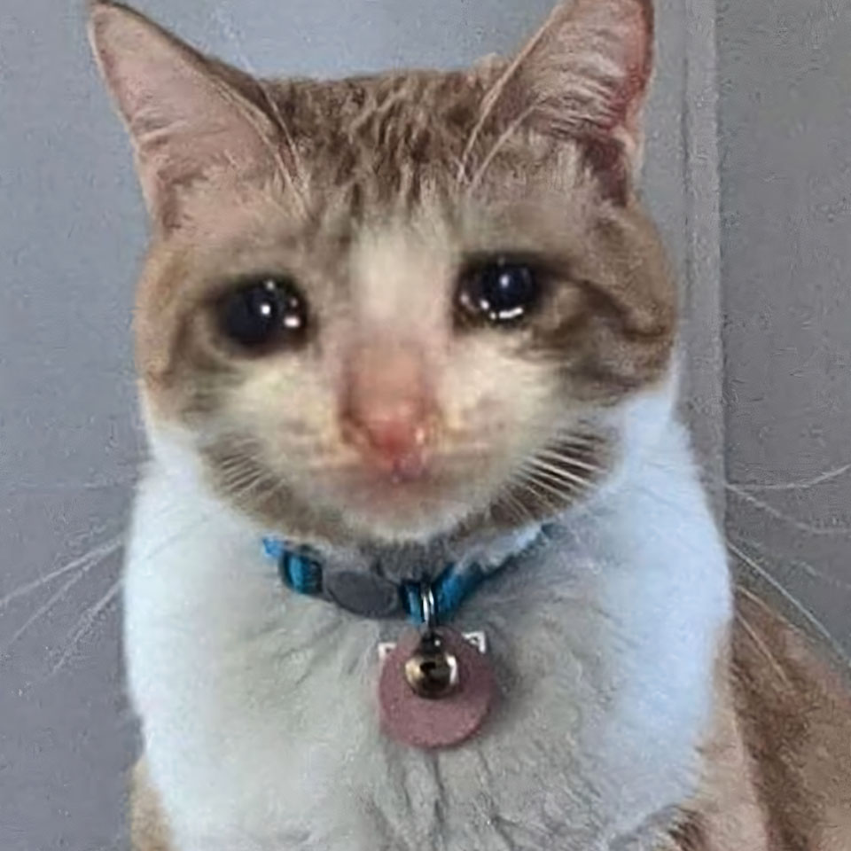 avatar anh con meo khoc 960px 960px avatar 9