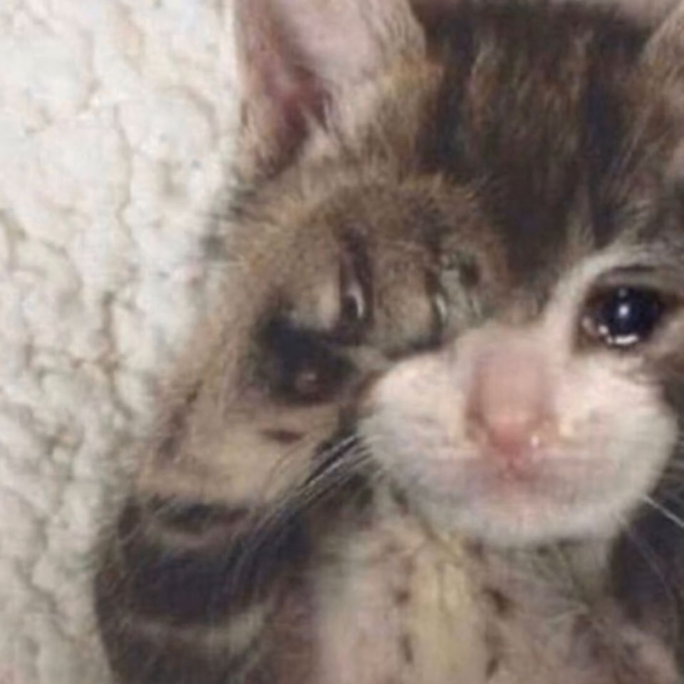 avatar anh con meo khoc 960px 960px avatar 10