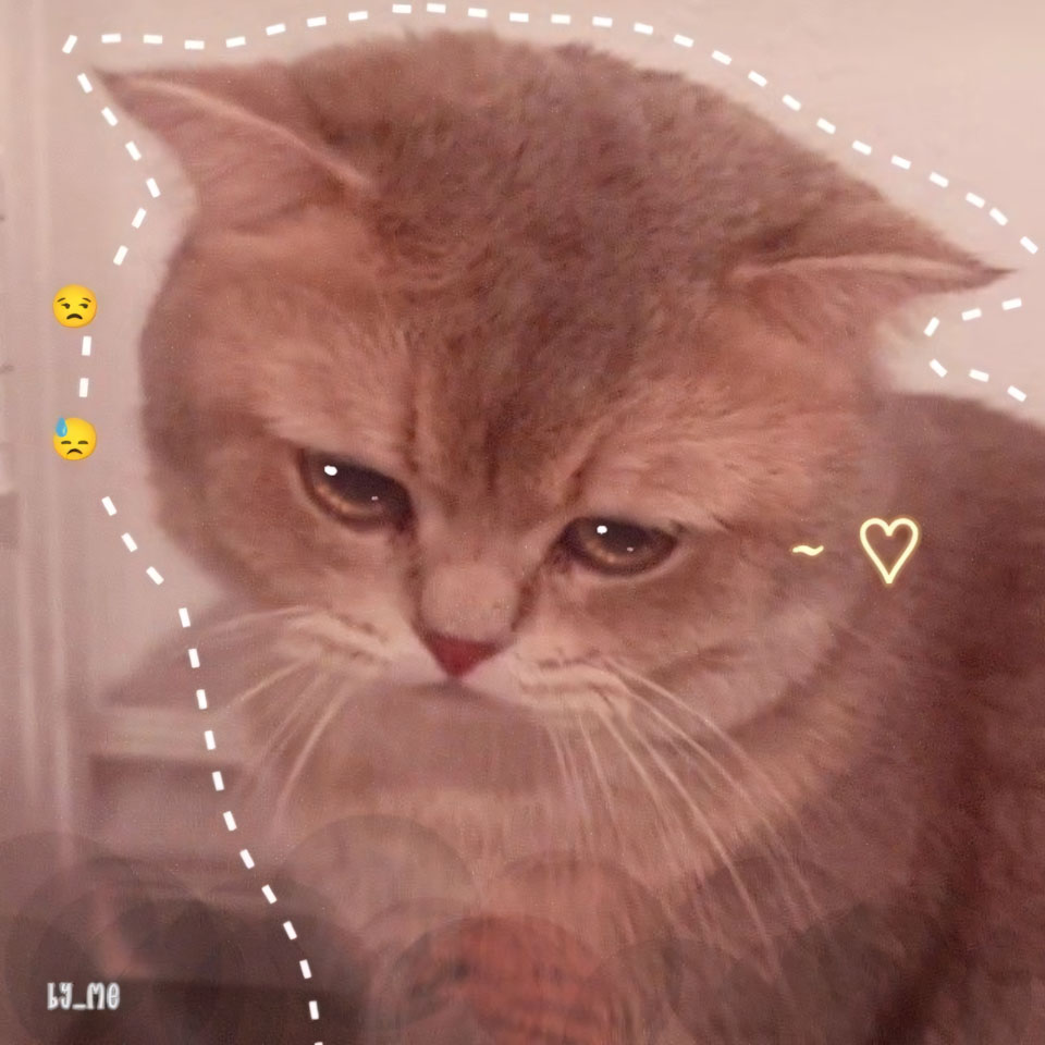 anh meme meo khoc 960px 960px avatar 6