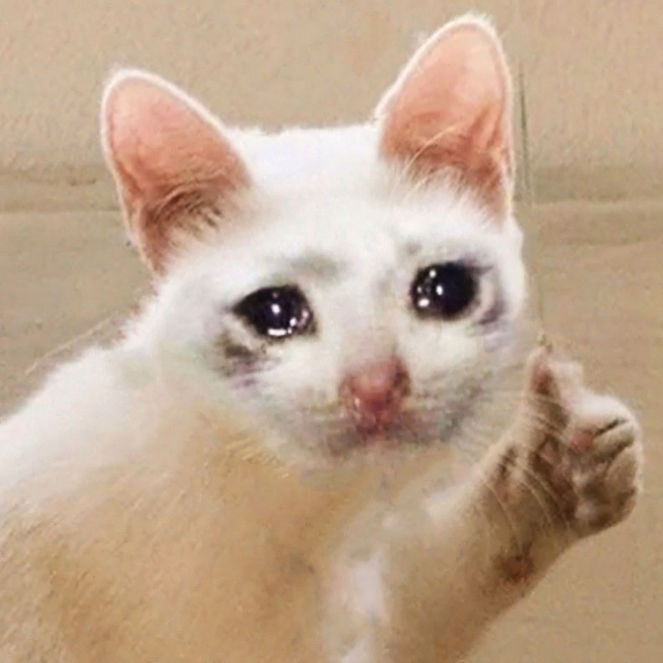 anh meme meo khoc 960px 960px avatar 9