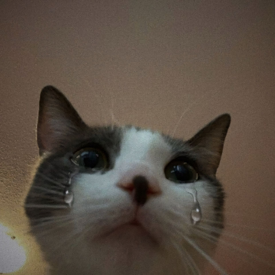 anh meme meo khoc 960px 960px avatar 10