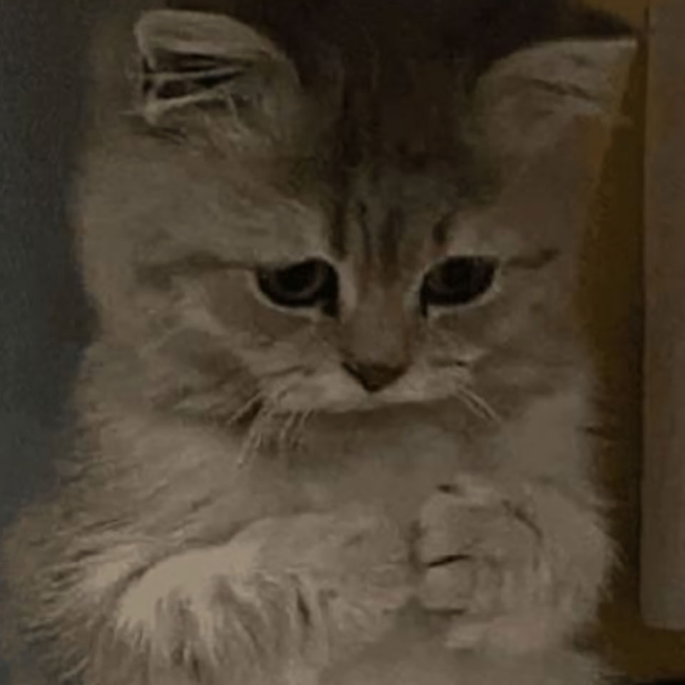 anh con meo khoc 960px 960px avatar 5