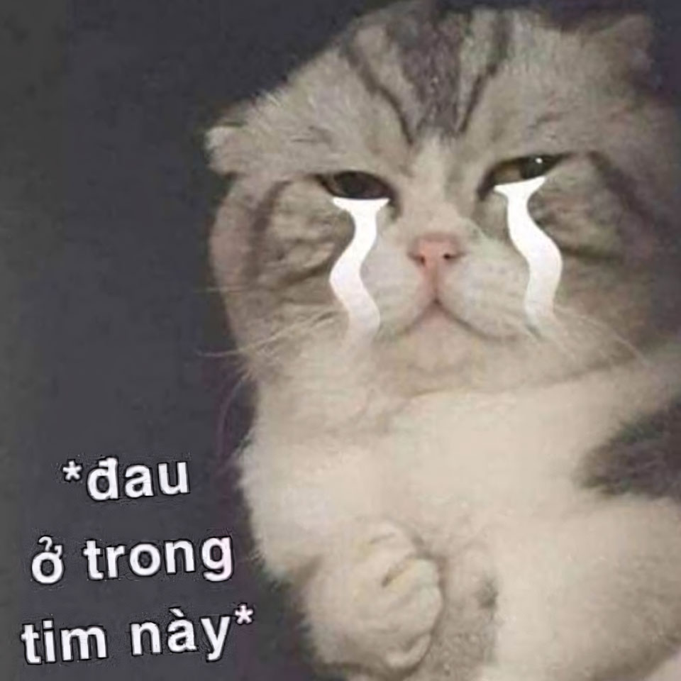 anh meme meo khoc 960px 960px avatar 14