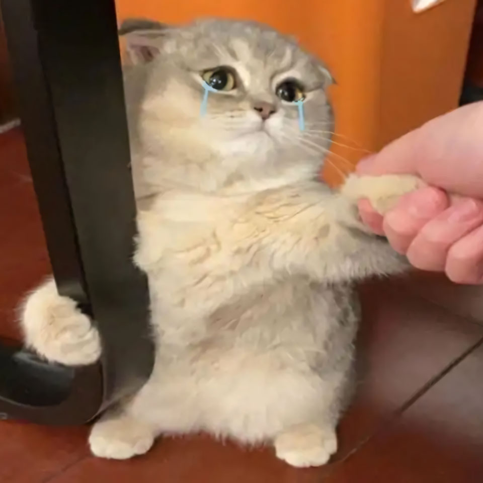 buon anh meo khoc cute 960px 960px avatar 1