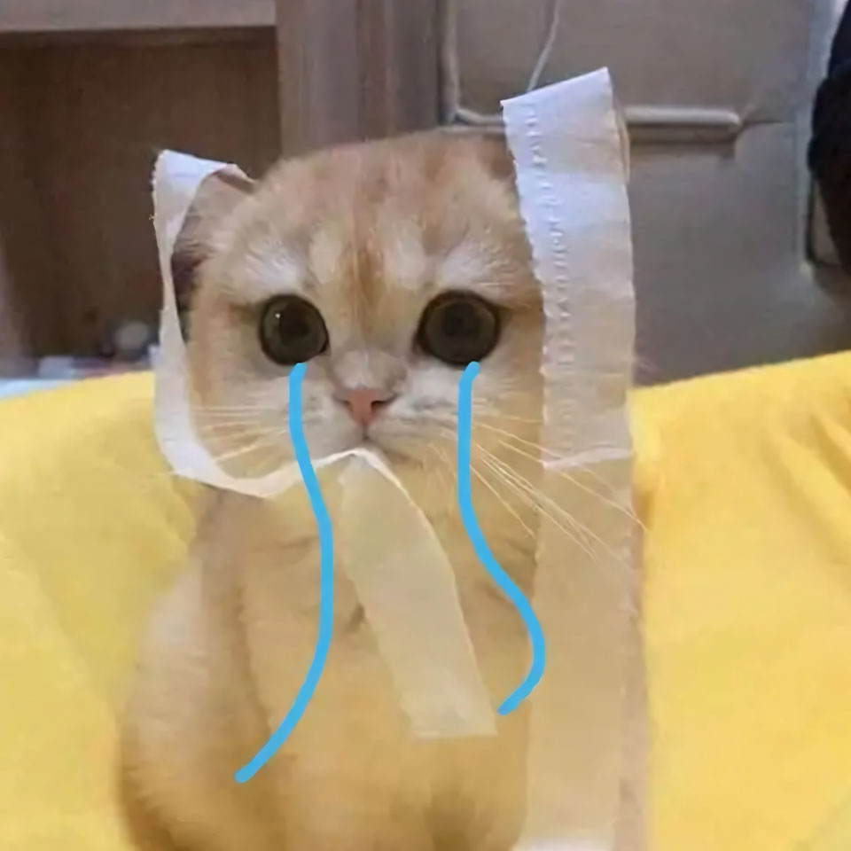 buon anh meo khoc cute 960px 960px avatar 4