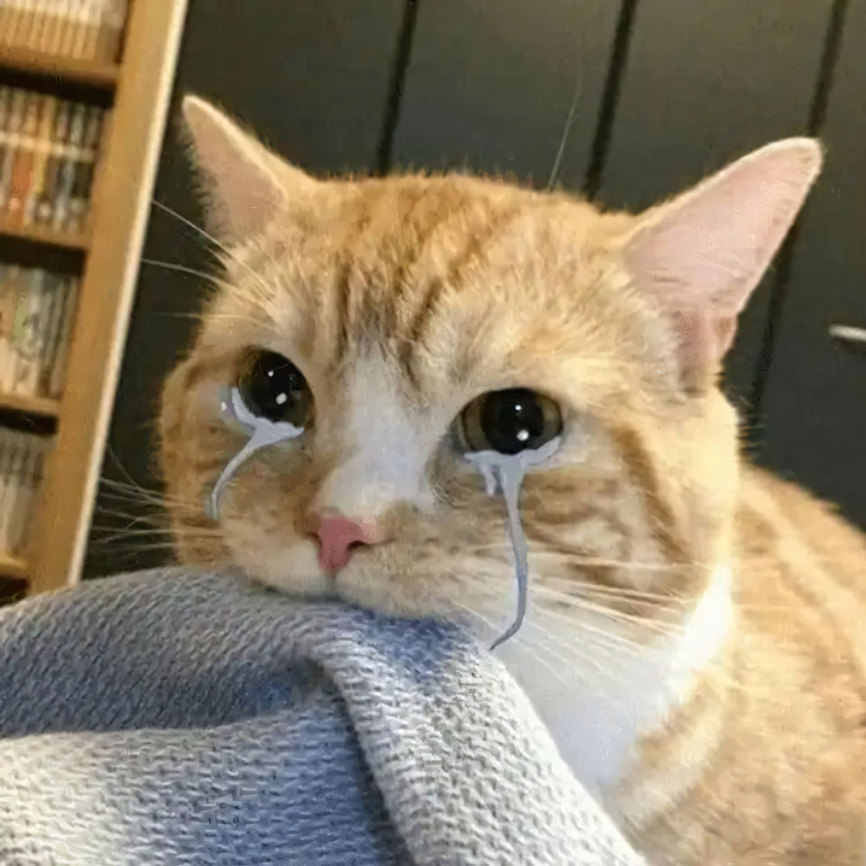 buon anh meo khoc cute 960px 960px avatar 5