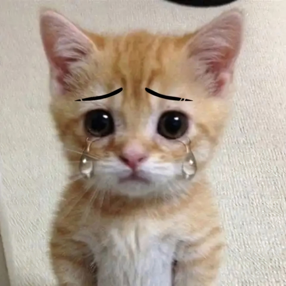 buon anh meo khoc cute 960px 960px avatar 7