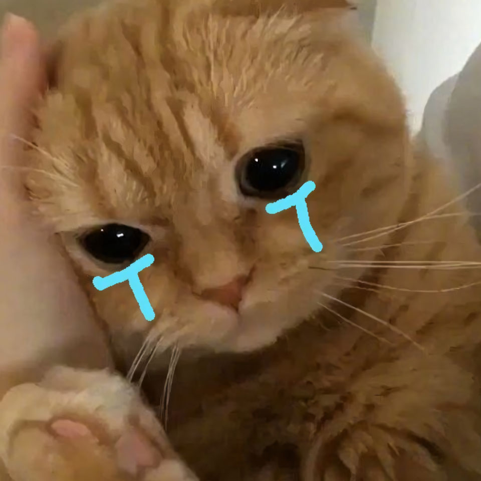 anh con meo khoc 960px 960px avatar 8