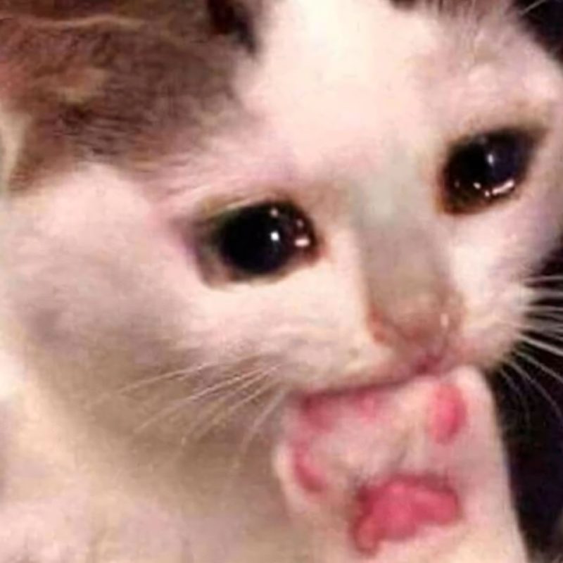 99.000+ Ảnh Mèo Khóc 🐱🥺😭, Ảnh Meme Mèo Khóc, Buồn Ảnh Mèo Khóc Cute