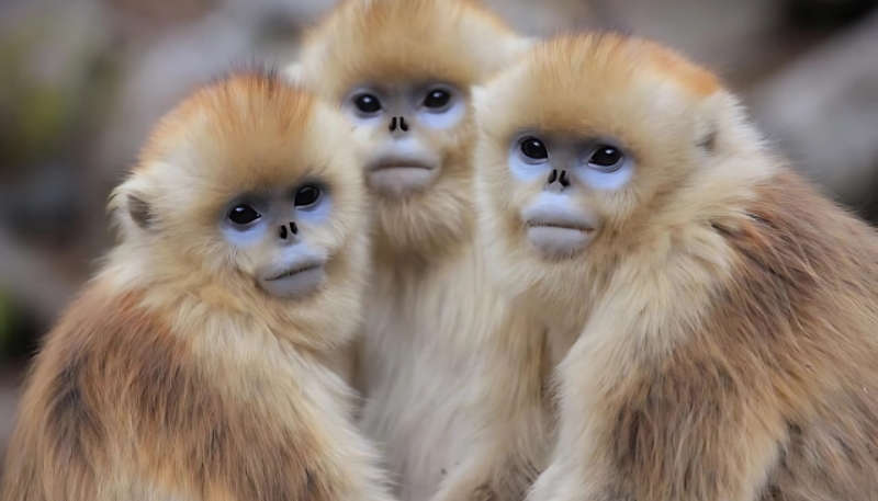 Ảnh nền khỉ vàng 3D cao quý