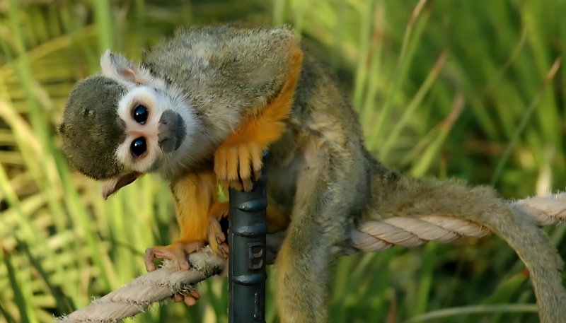 Ảnh nền khỉ vàng 3D tuyệt đẹp