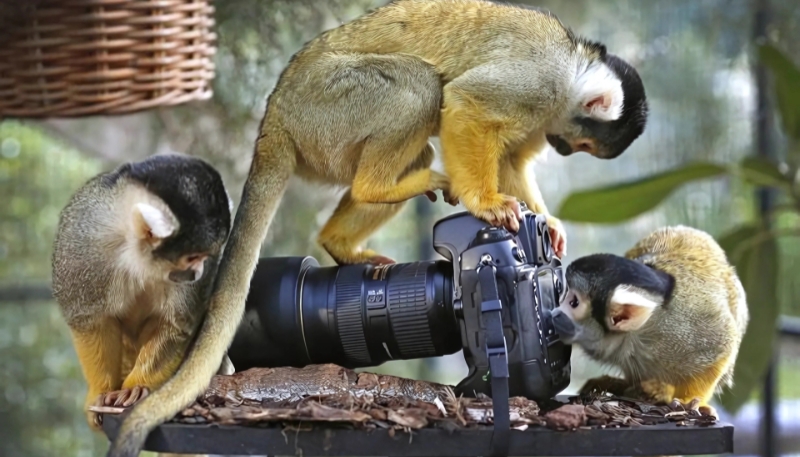 Ảnh nền khỉ vàng 3D thu hút