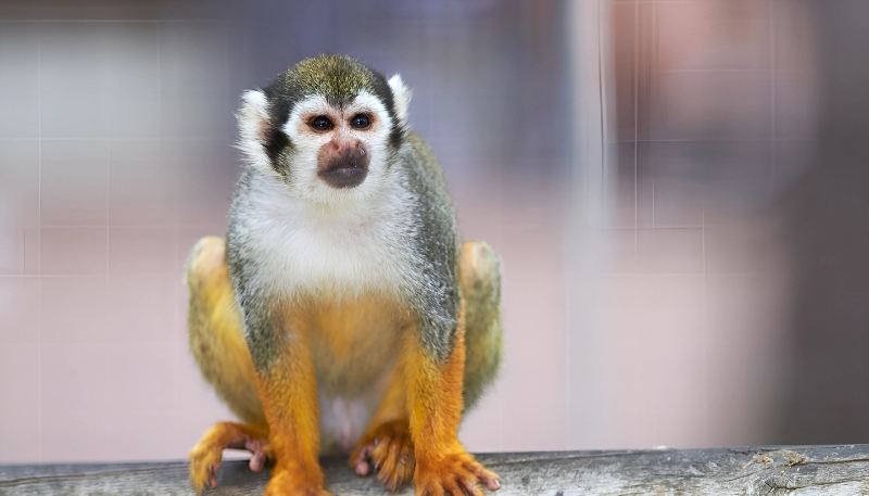 Ảnh nền khỉ vàng 3D siêu đẹp