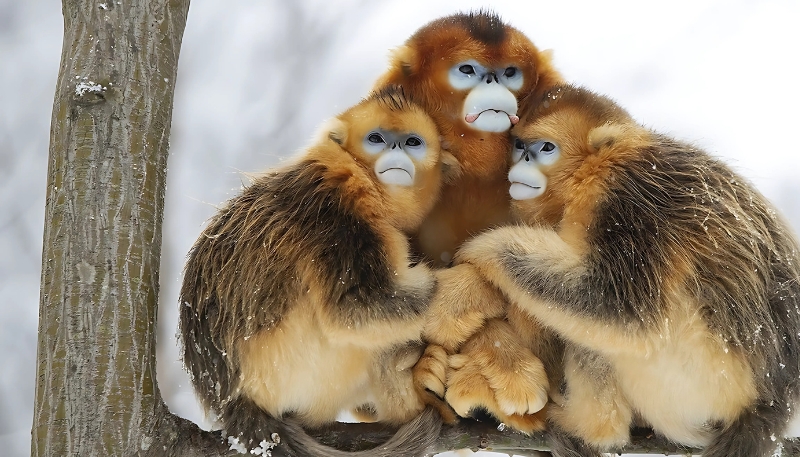 Ảnh nền khỉ vàng 3D tuyệt vời