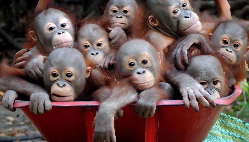 Ảnh nền khỉ vàng 3D sang trọng