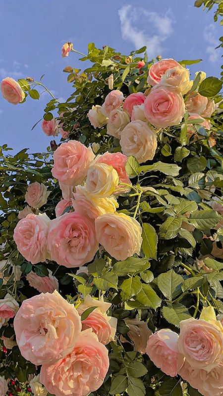 hinh-nen-dien-thoai-dep-nhat-hien-nay-1