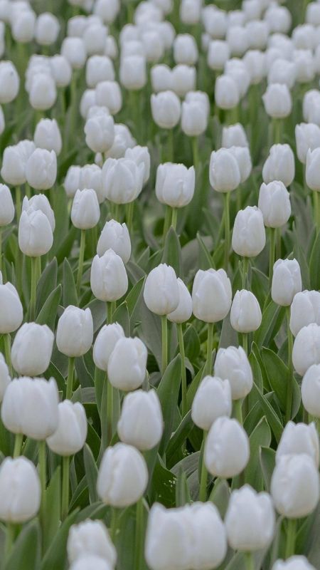 hinh-nen-dien-thoai-dep-nhat-hien-nay-13