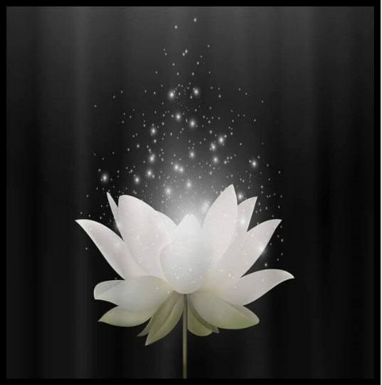 Hình đại diện hoa sen trắng đám tang