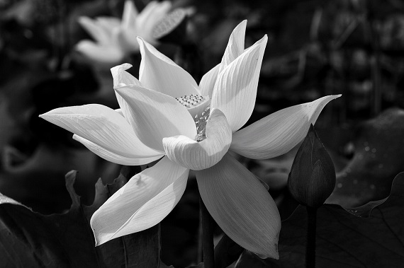 Hình ảnh hoa sen trắng đám tang thể hiện sự thanh khiết và trang trọng.