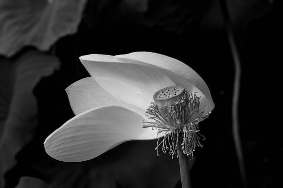 Hoa sen trắng chia buồn