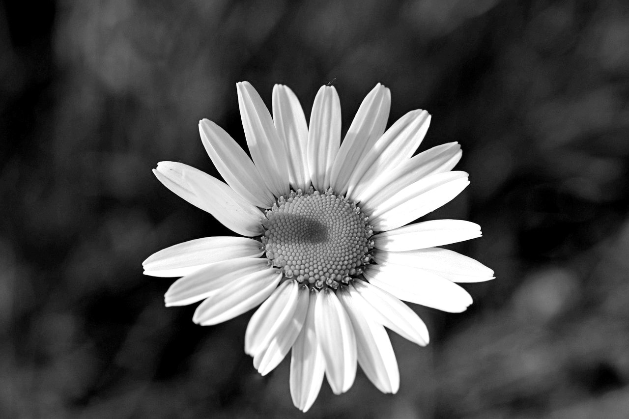 Hoa cúc trắng đám tang