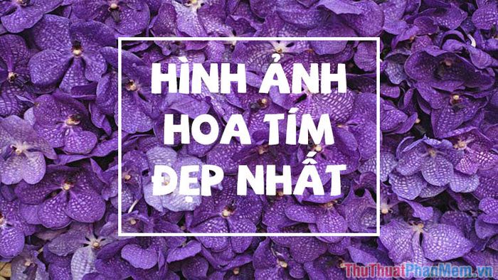 Hoa màu tím - Tuyển tập những hình ảnh đẹp nhất về hoa tím