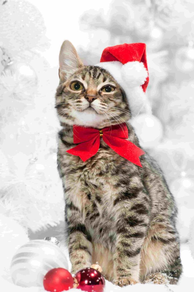 hình nền mèo dễ thương