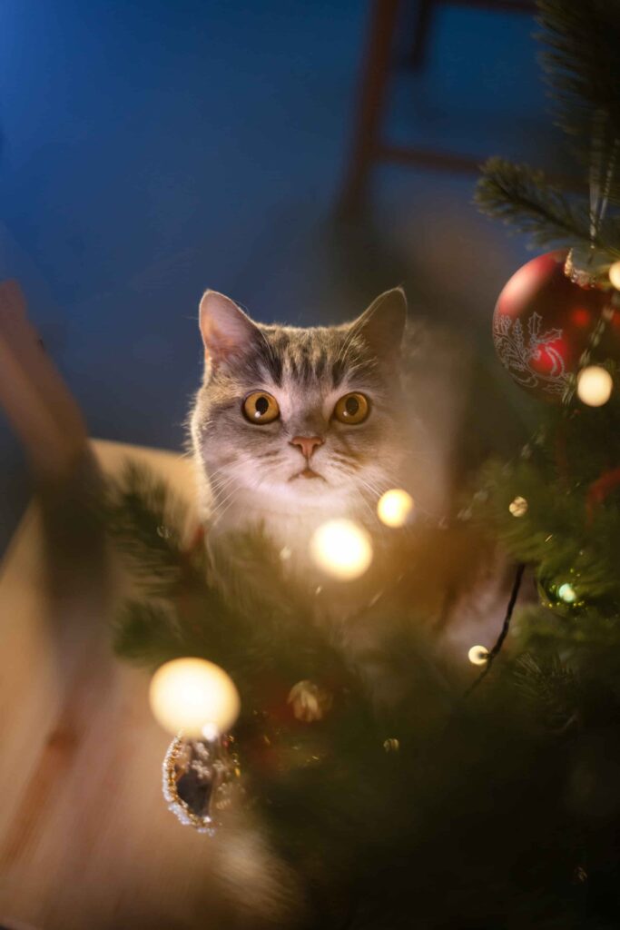 hình nền mèo đẹp