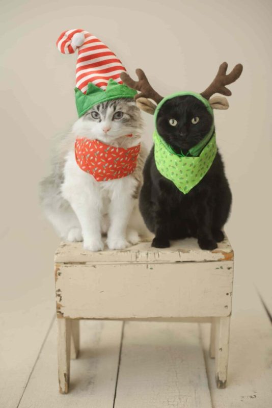 Top 1001 hình nền mèo cute cho điện thoại