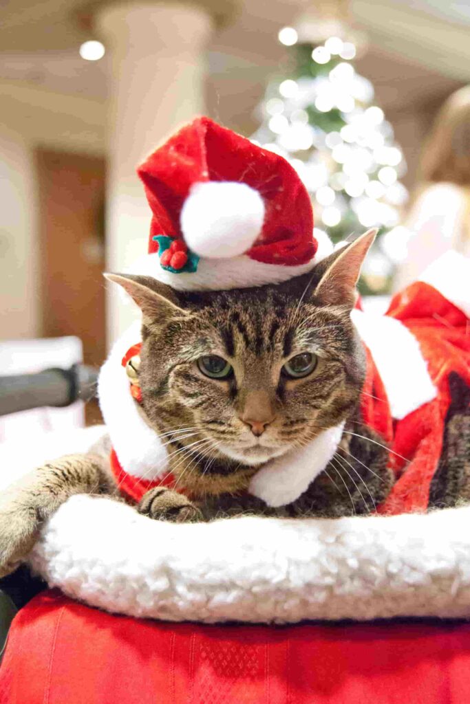 hình nền con mèo dễ thương