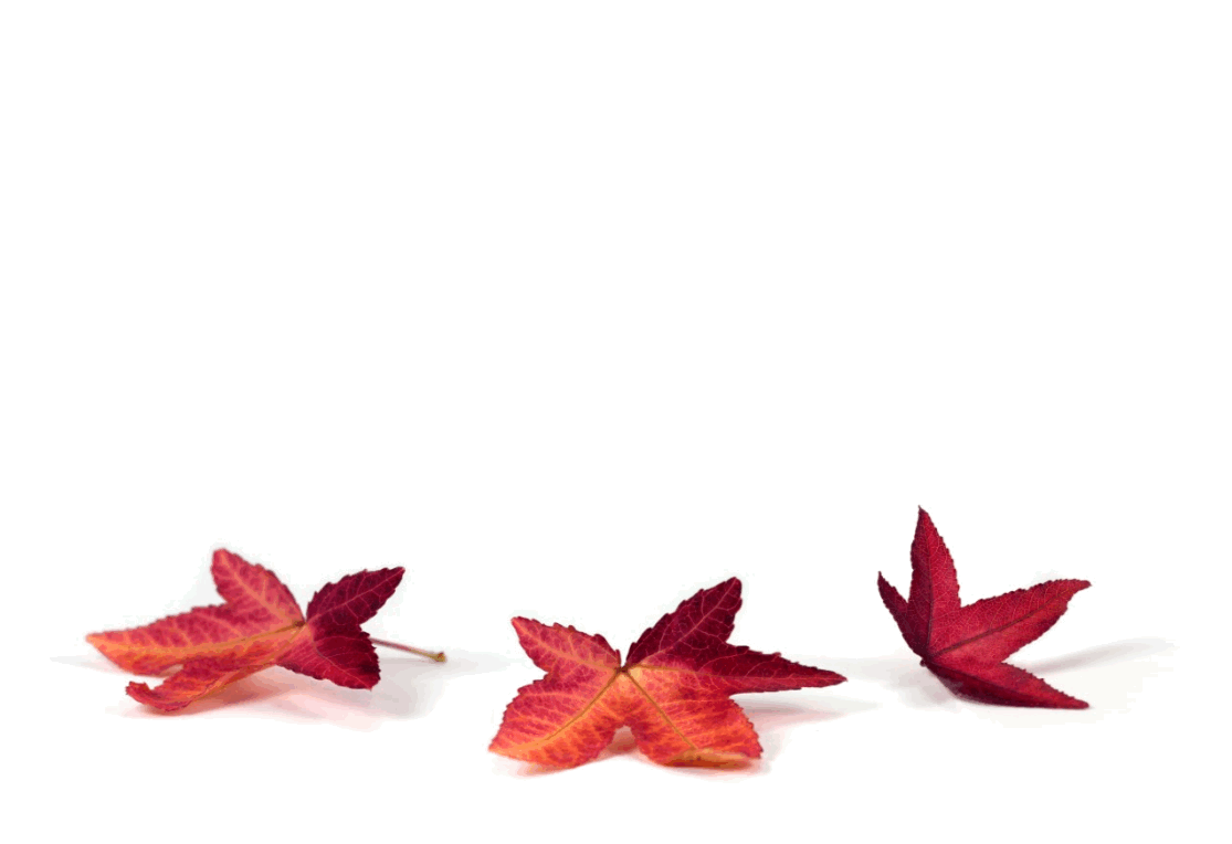 Hình nền PowerPoint những chiếc lá phong đỏ