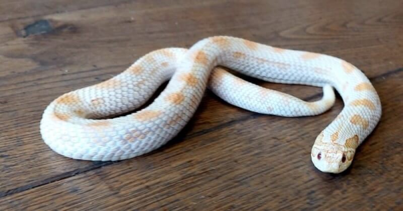 Các loại rắn độc phổ biến thường xuất hiện vào mùa mưa