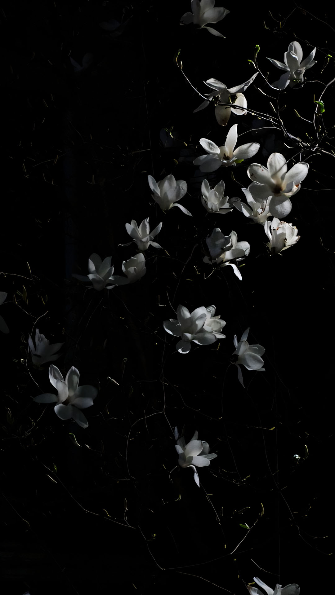 anh hoa cay coi buon 1920px 1080px full hd 14