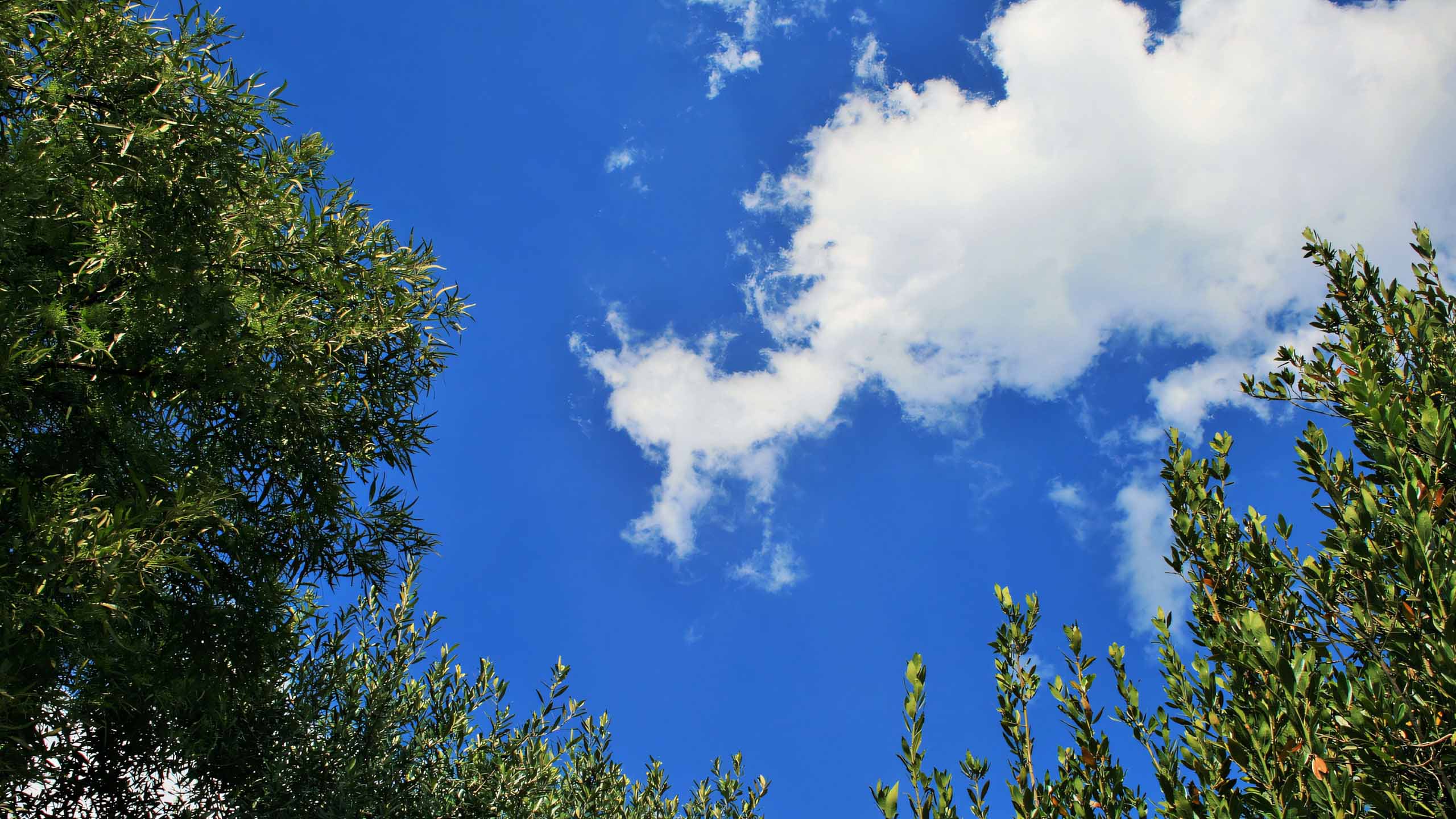 anh hoang hon anh cay coi buon 2560px 1440px 2k 1