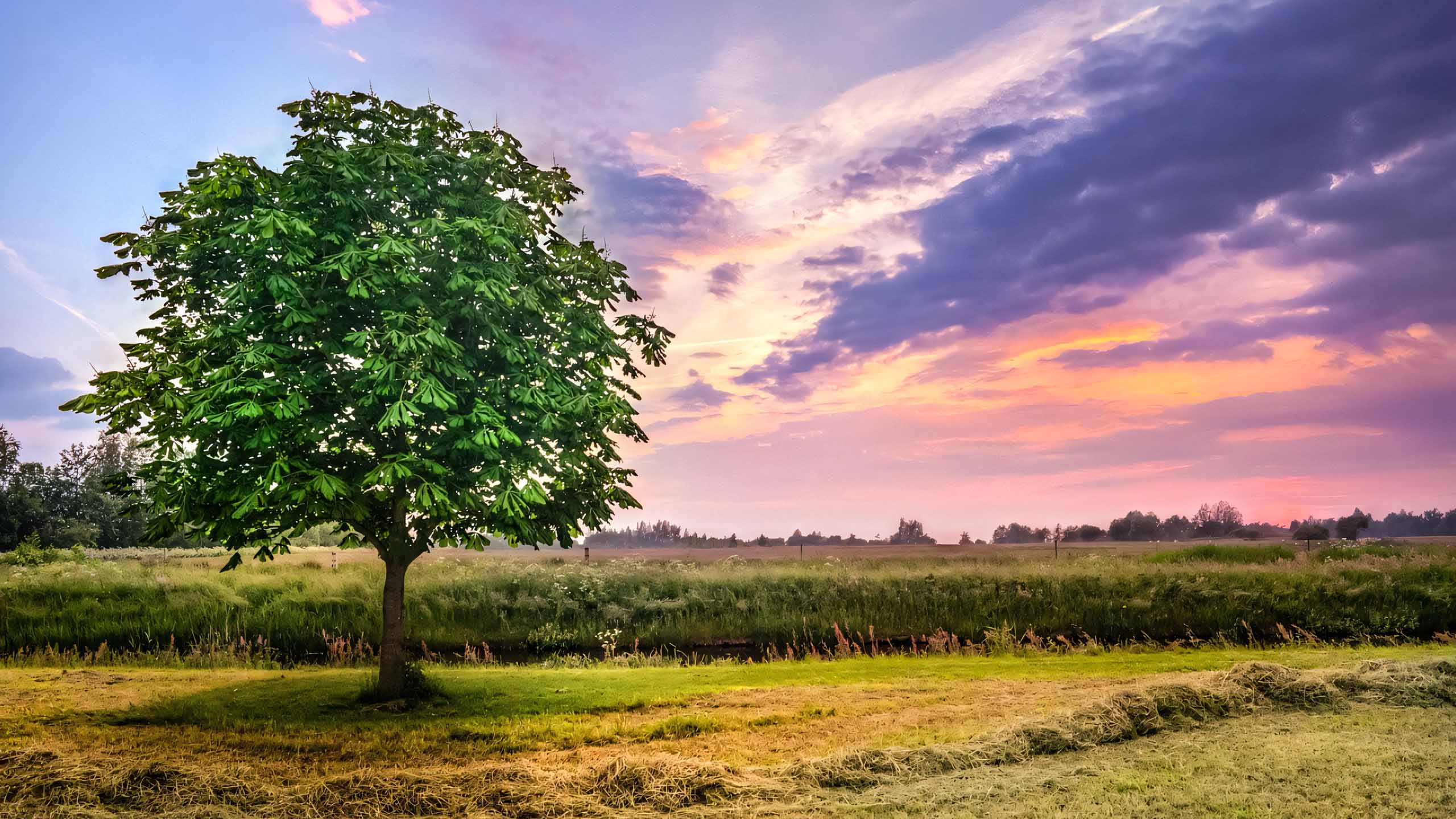 anh hoang hon anh cay coi buon 2560px 1440px 2k 13