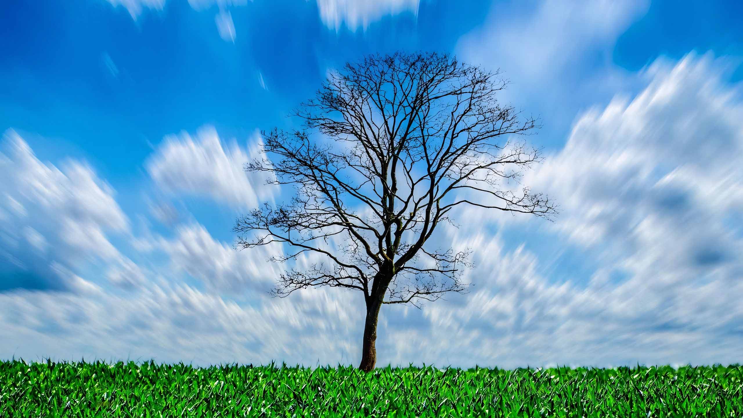 anh hoang hon anh cay coi buon 2560px 1440px 2k 12