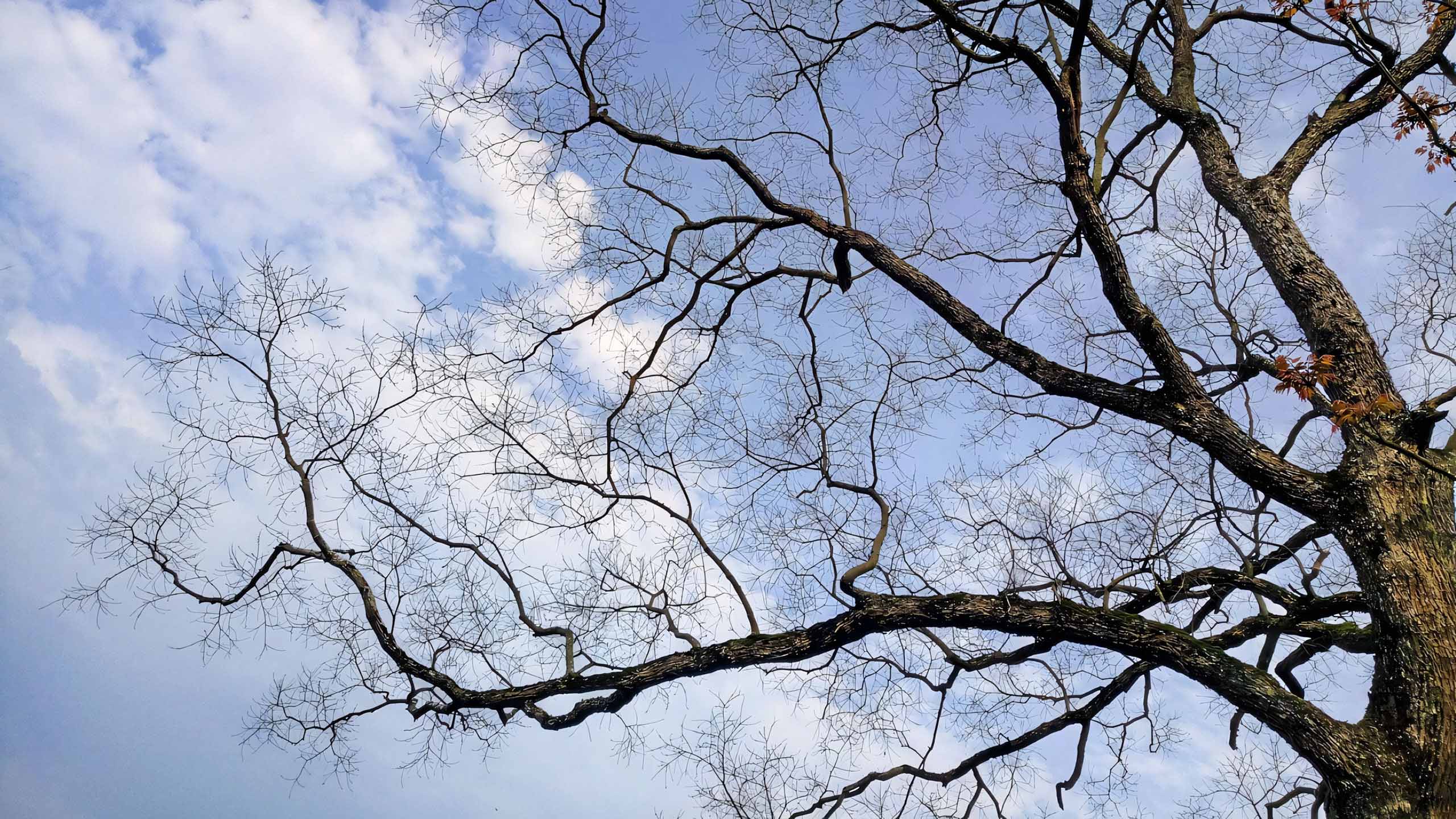 anh hoang hon anh cay coi buon 2560px 1440px 2k 9