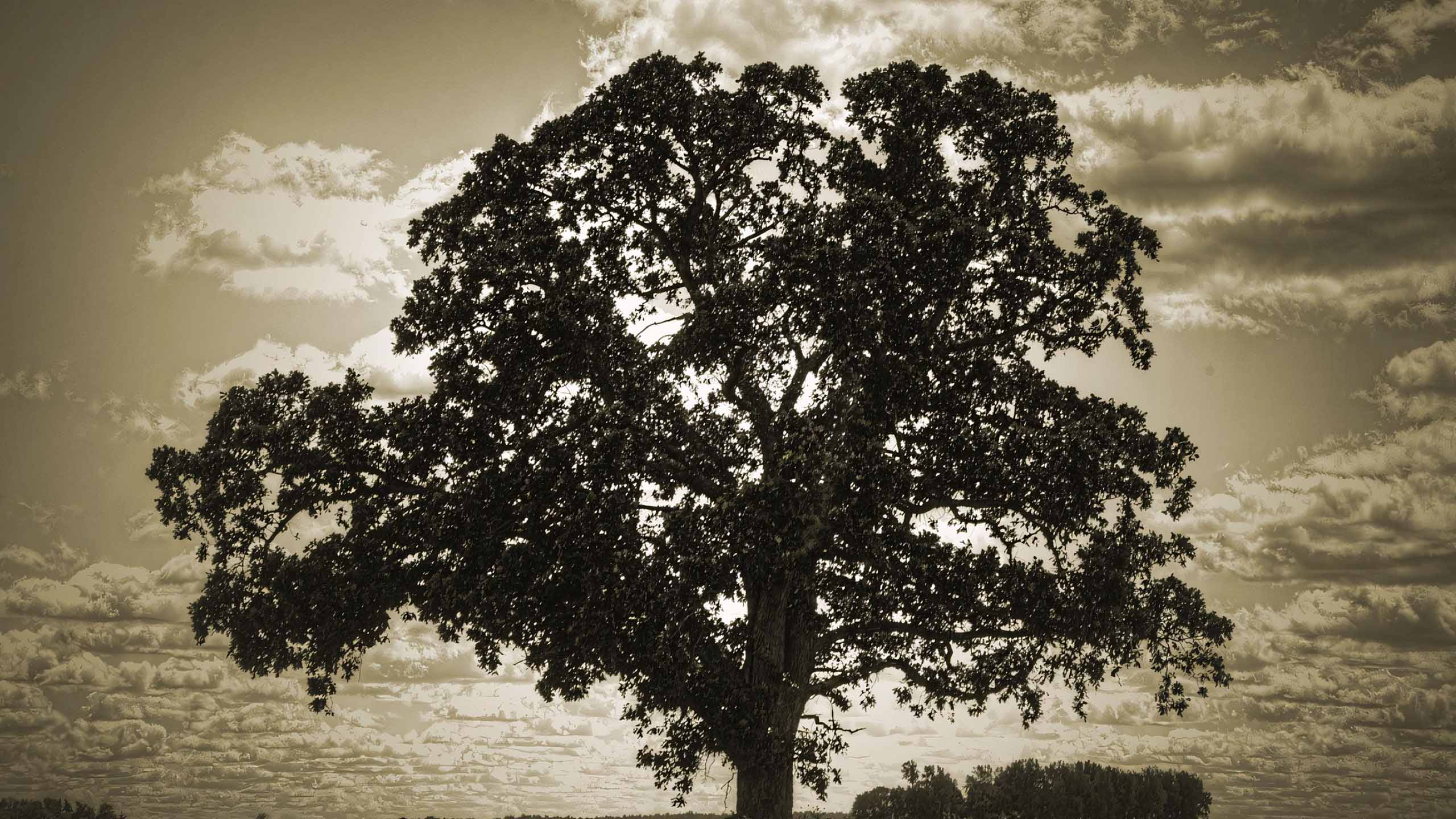 anh hoang hon anh cay coi buon 2560px 1440px 2k 8